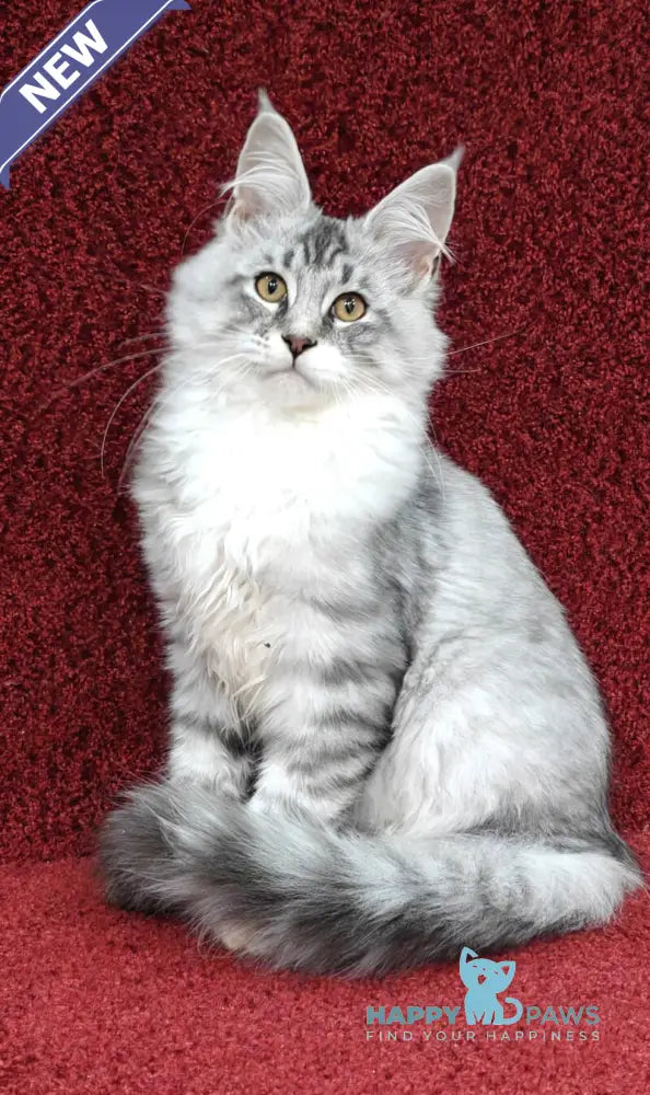 Dyson Maine Coon male black silver shaded live animals