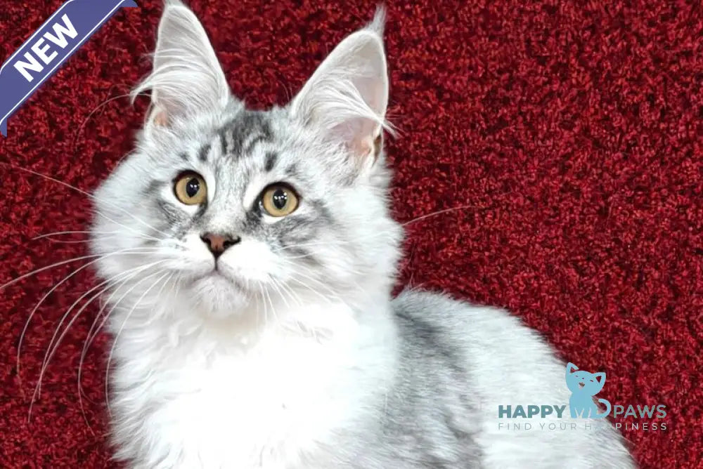 Dyson Maine Coon male black silver shaded live animals