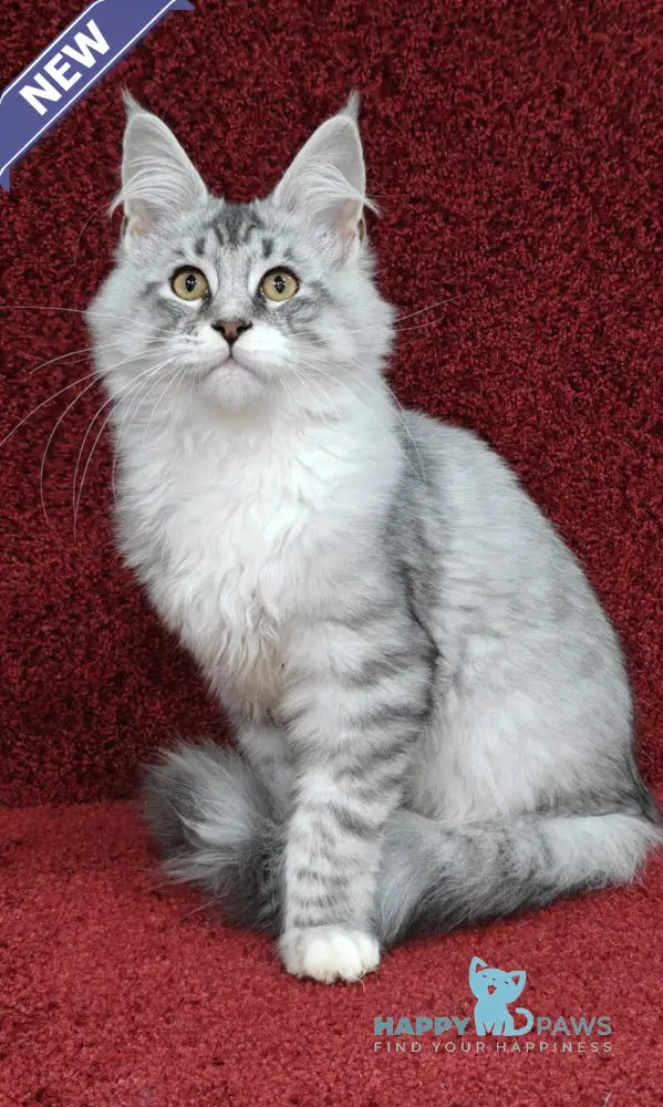 Dyson Maine Coon male black silver shaded live animals
