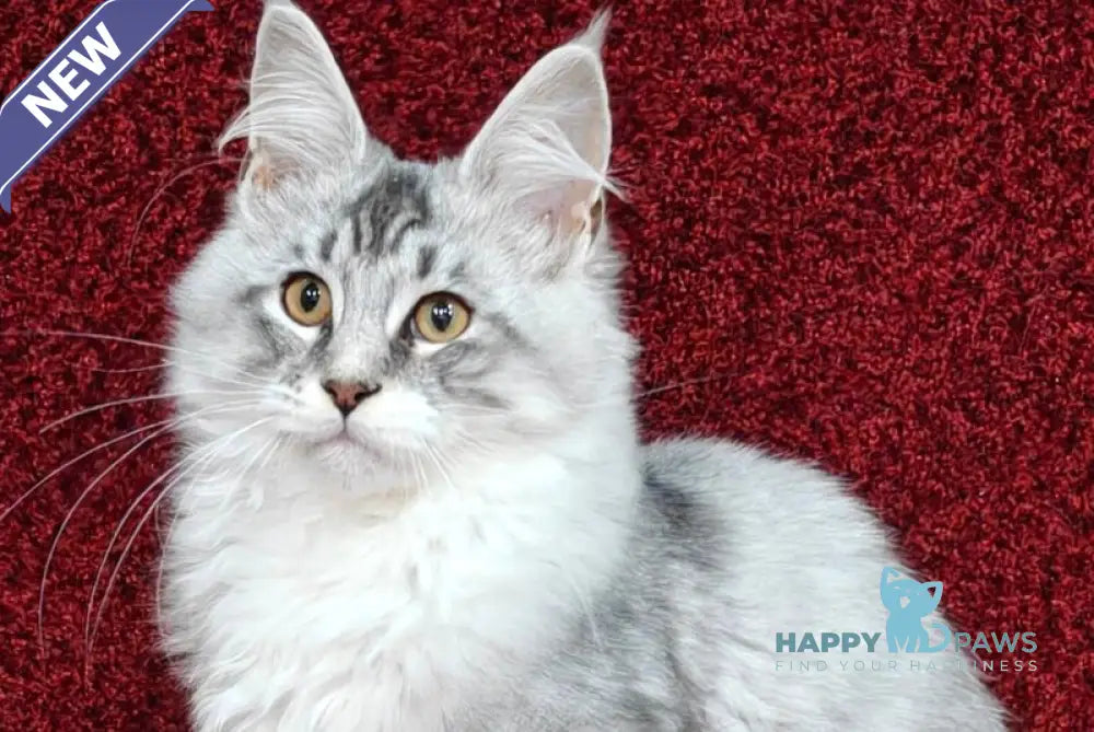 Dyson Maine Coon male black silver shaded live animals