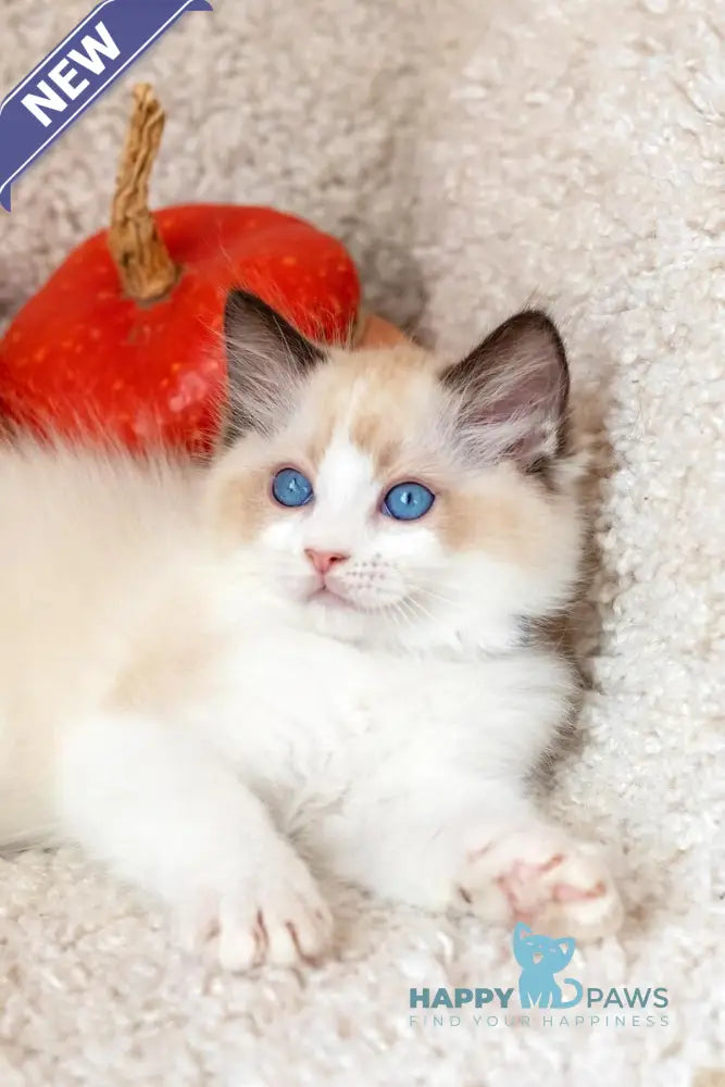 Dyson Ragdoll female seal bicolour live animals