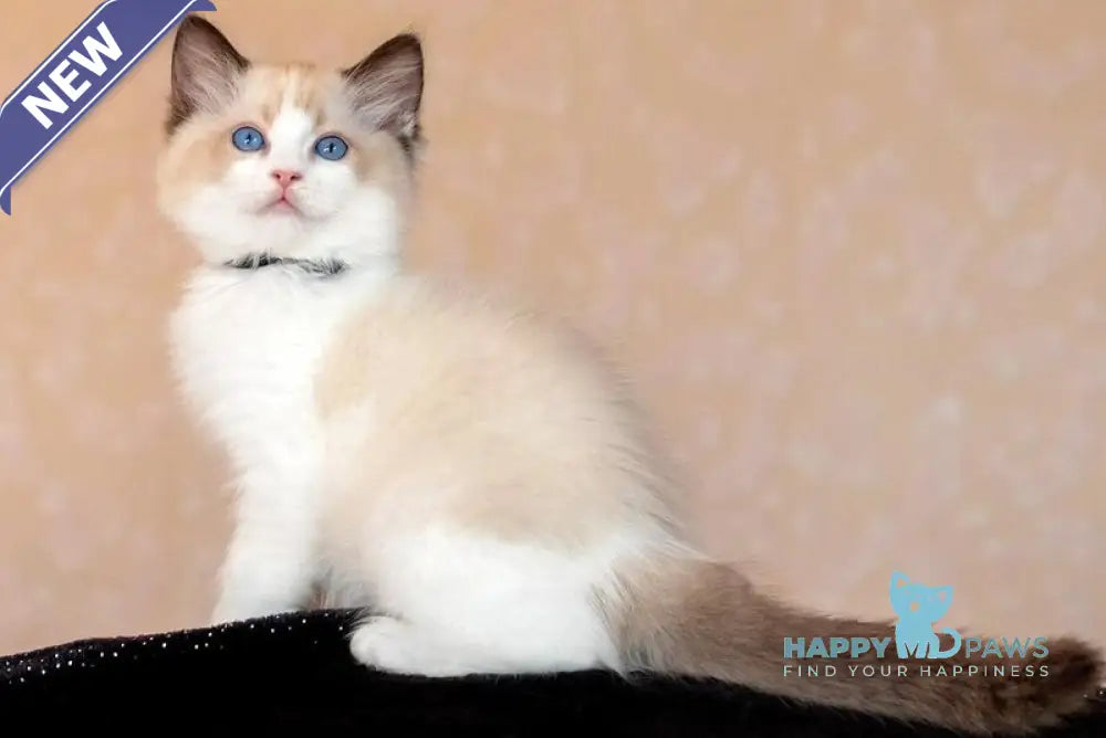 Dyson Ragdoll female seal bicolour live animals