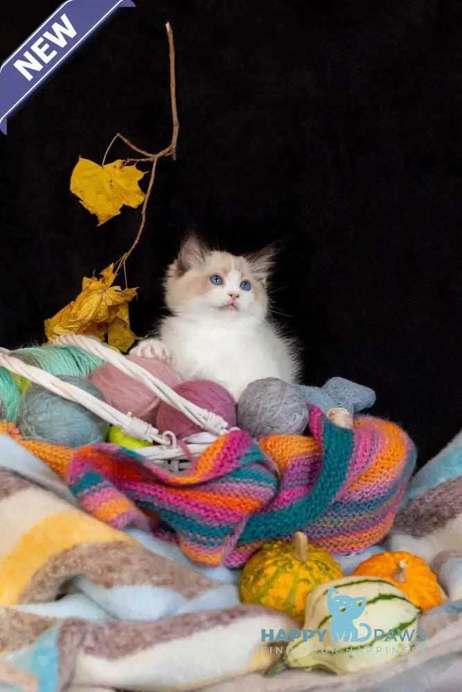 Dyson Ragdoll female seal bicolour live animals