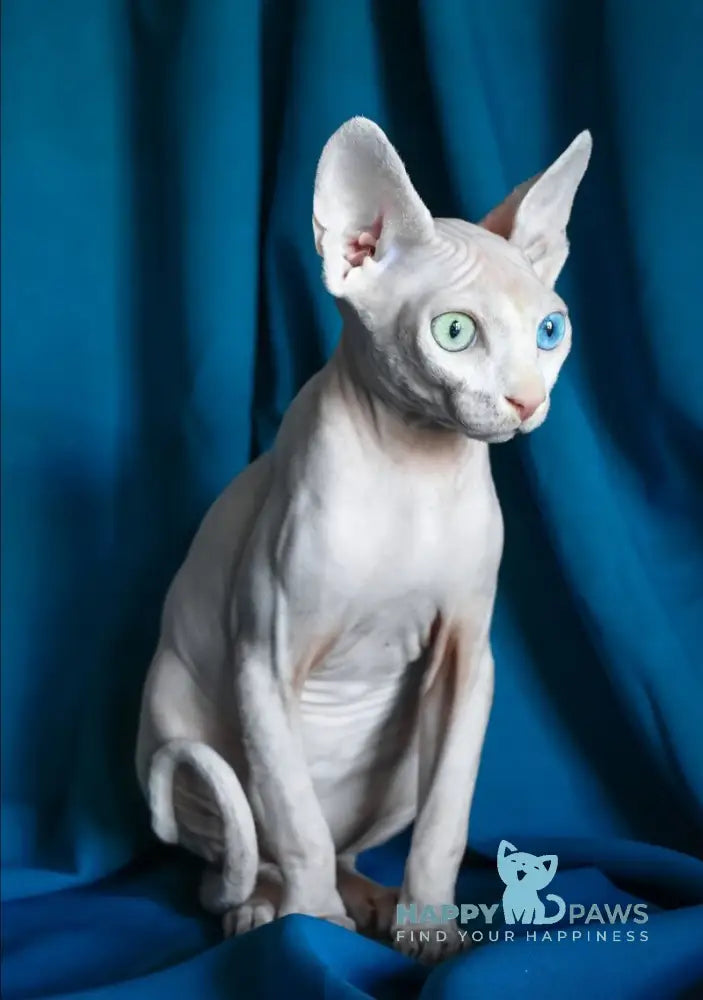 Dzen Canadian Sphynx male white live animals