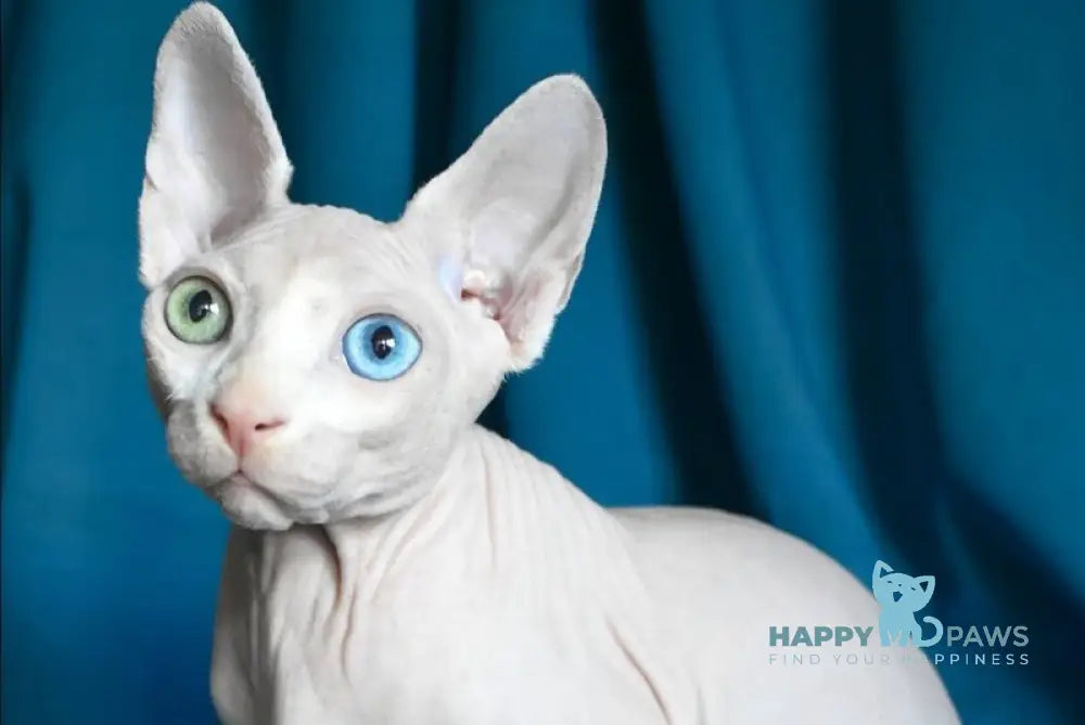 Dzen Canadian Sphynx male white live animals