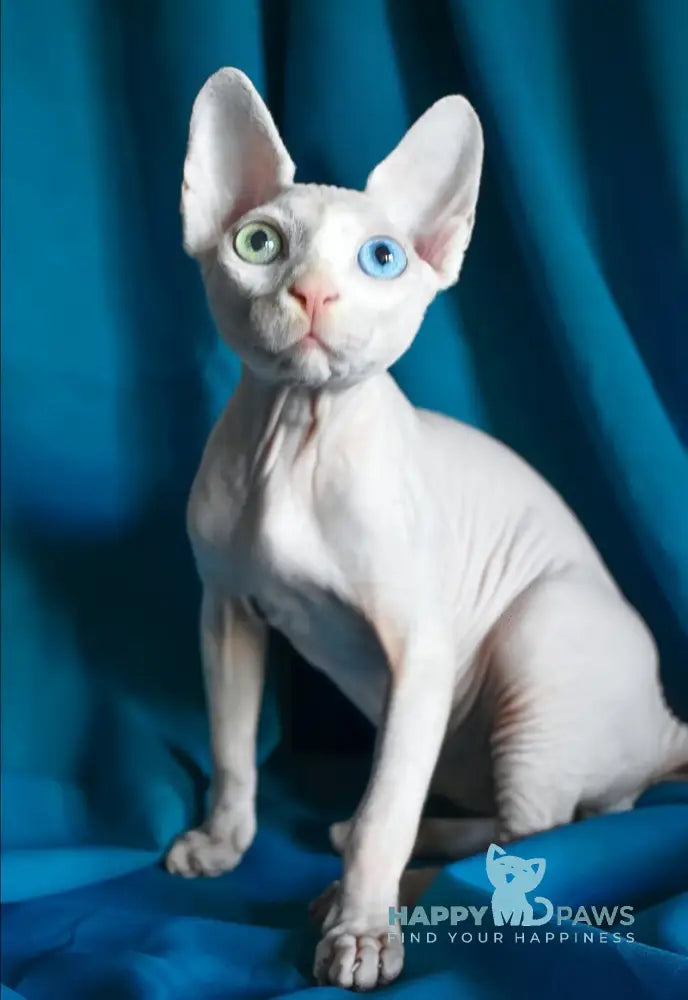 Dzen Canadian Sphynx male white live animals