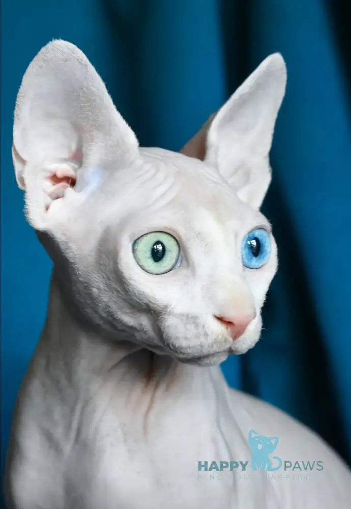 Dzen Canadian Sphynx male white live animals