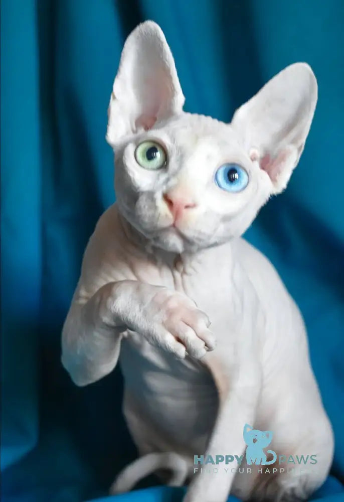 Dzen Canadian Sphynx male white live animals
