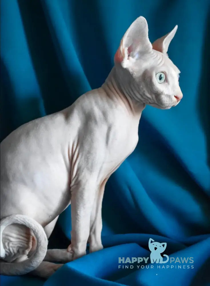 Dzen Canadian Sphynx male white live animals