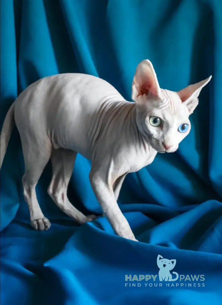 Dzen Canadian Sphynx male white live animals