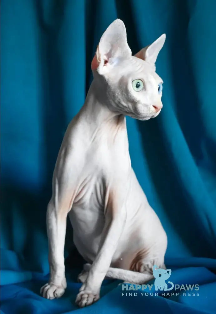 Dzen Canadian Sphynx male white live animals