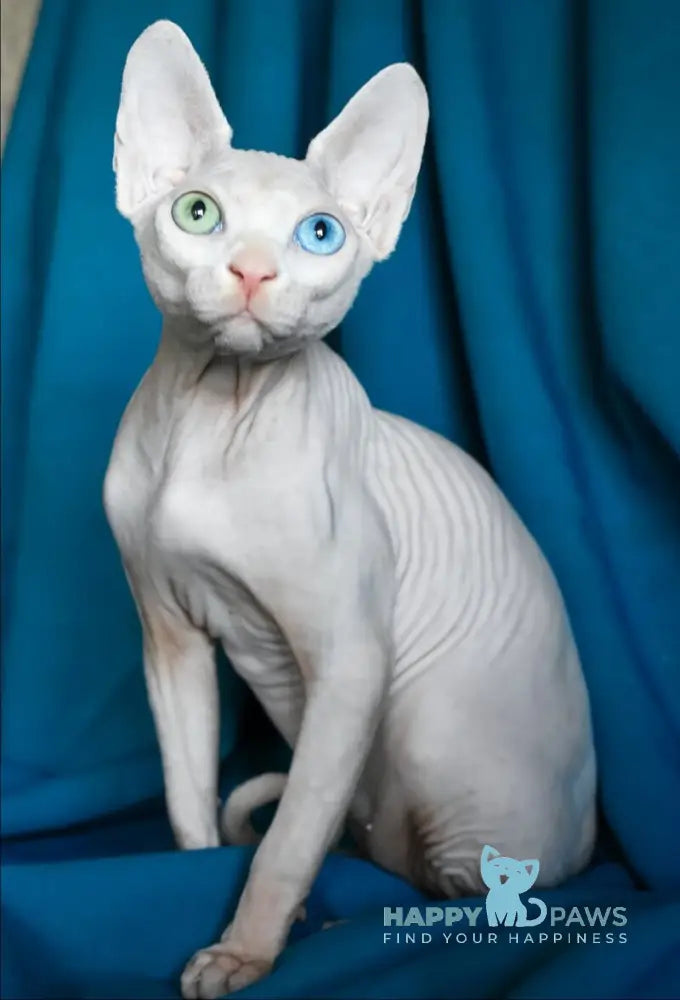 Dzen Canadian Sphynx male white live animals