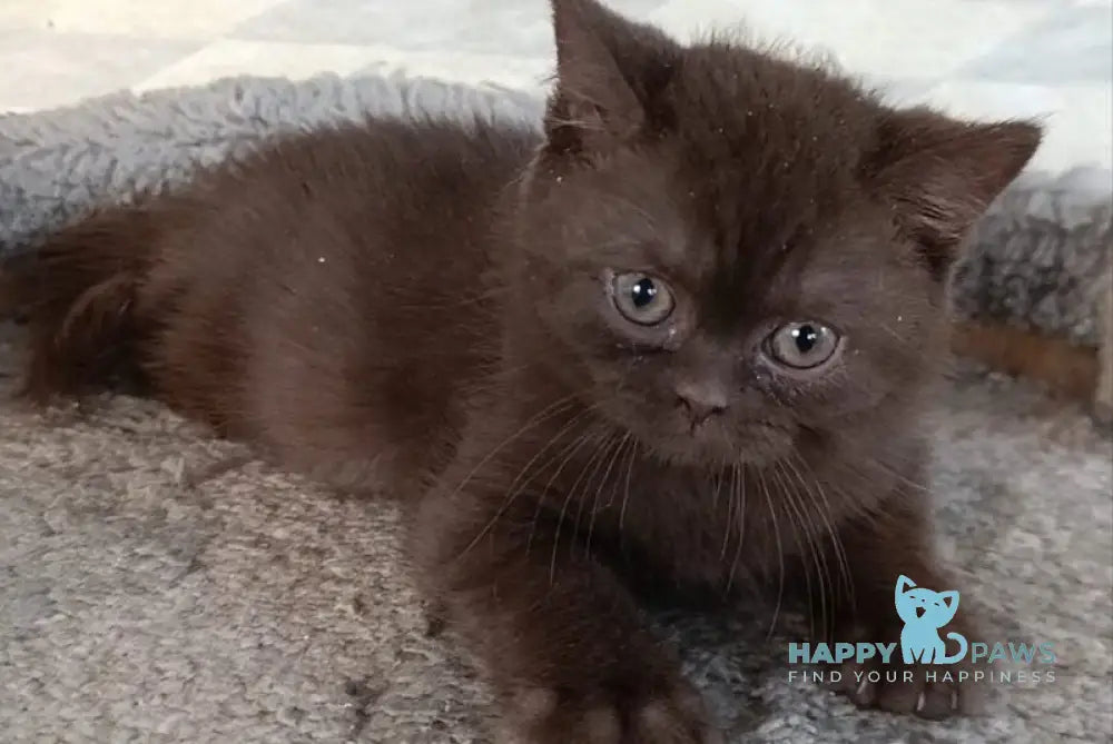 Dzhec-pot British Shorthair male chocolate live animals