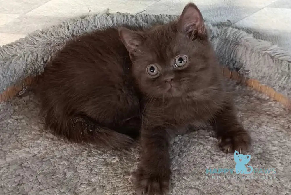 Dzhec-pot British Shorthair male chocolate live animals