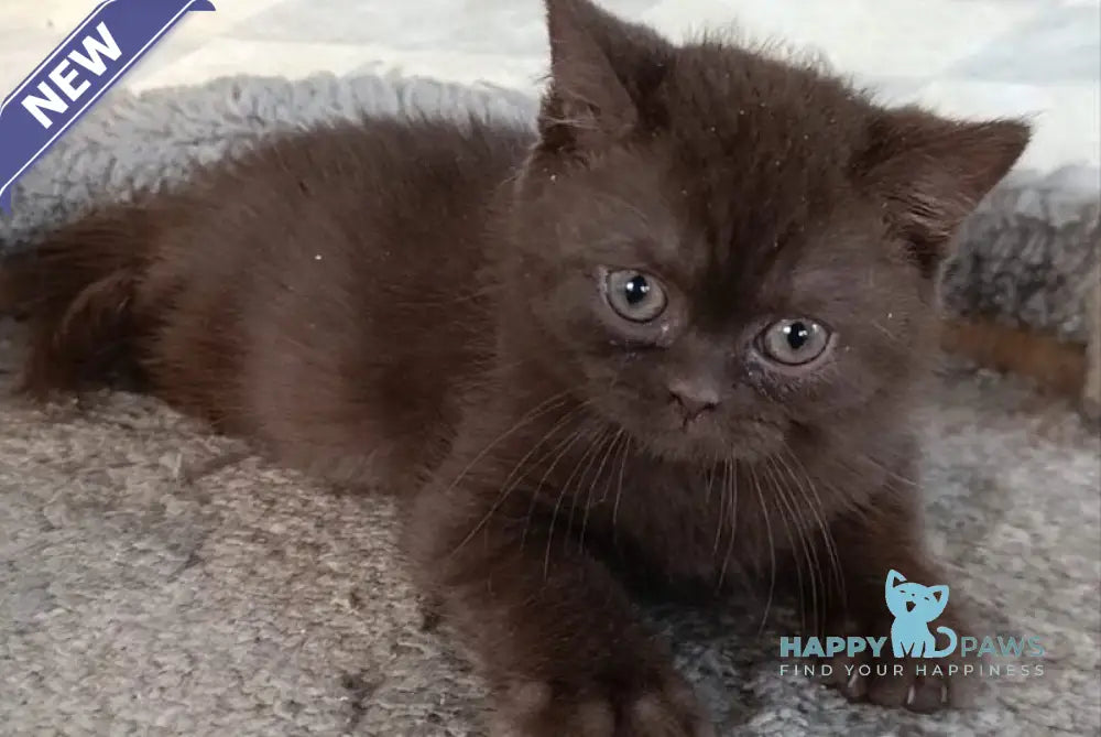 Dzhec-pot British Shorthair male chocolate live animals