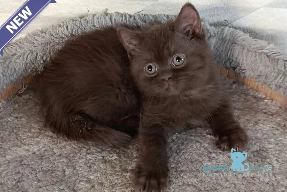 Dzhec-pot British Shorthair male chocolate live animals