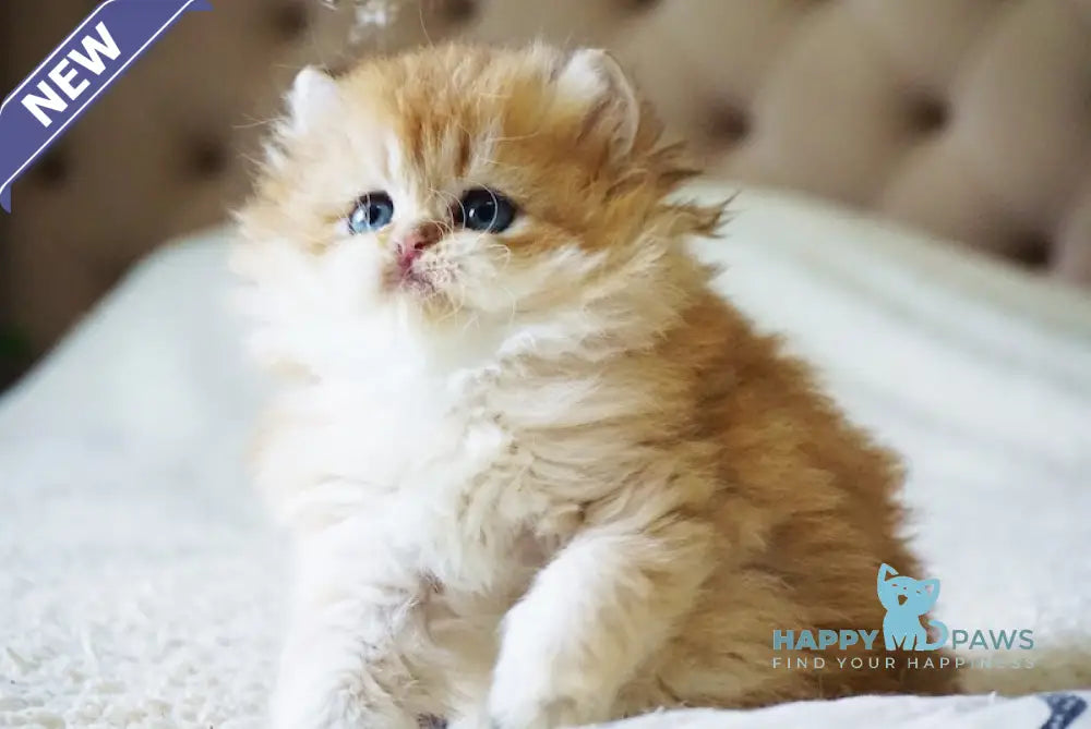 Dzhem British Longhair male black golden shaded live animals