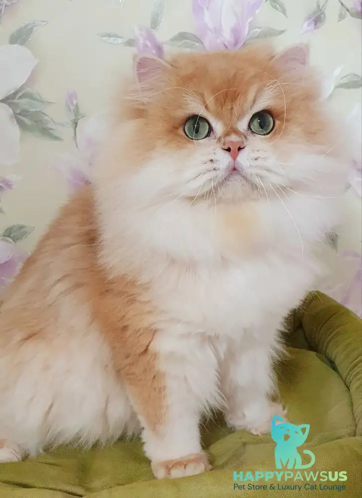 Dzhessi British Longhair female black golden chinchilla - live animals