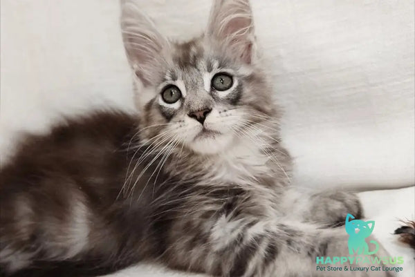 Dzheyk Maine Coon male black silver tabby - live animals