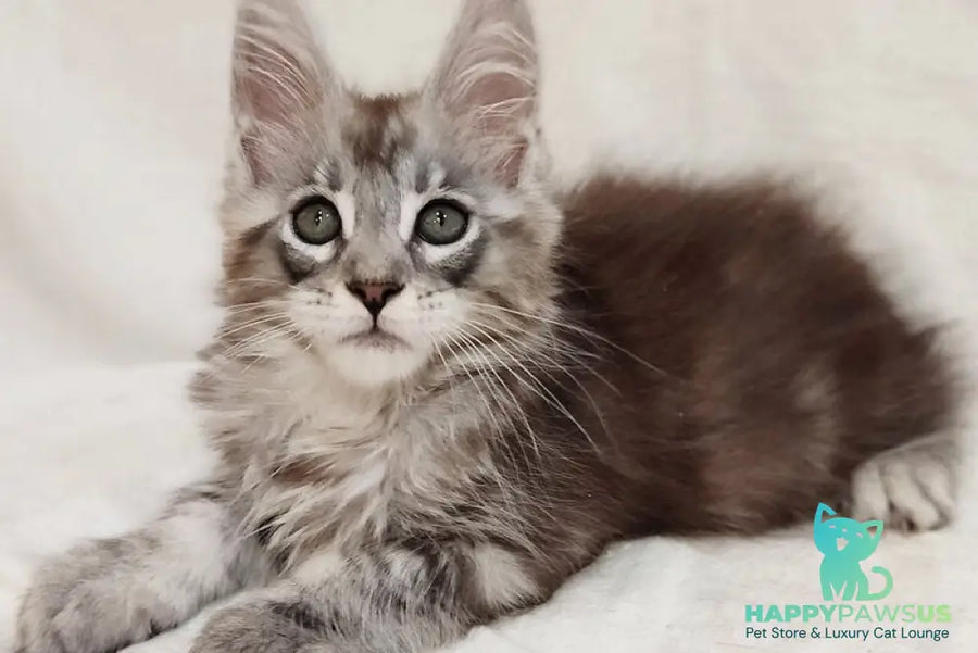 Dzheyk Maine Coon male black silver tabby - live animals