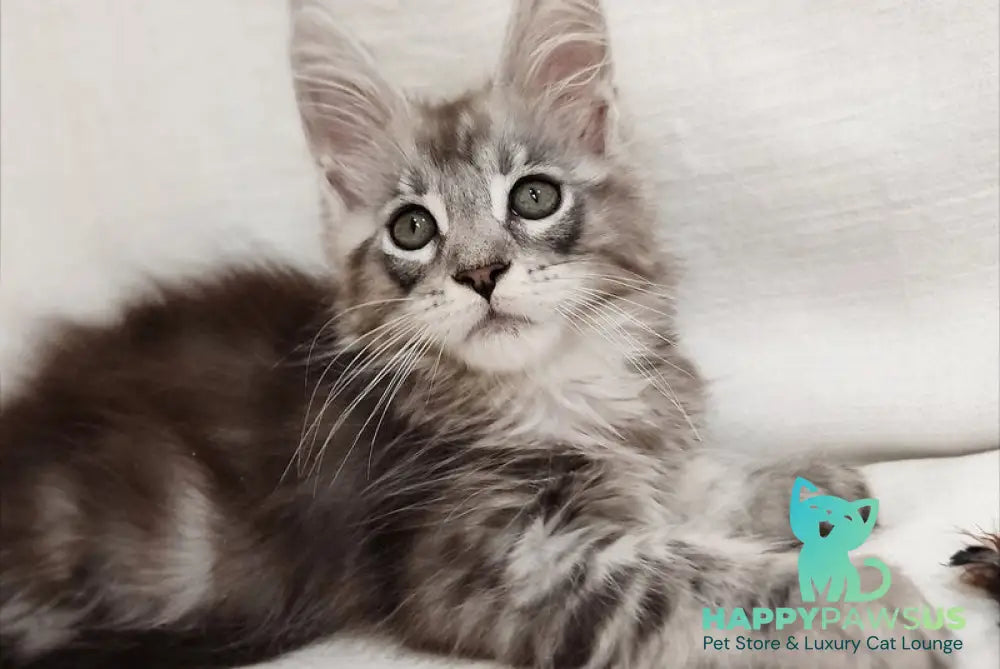 Dzheyk Maine Coon male black silver tabby - live animals