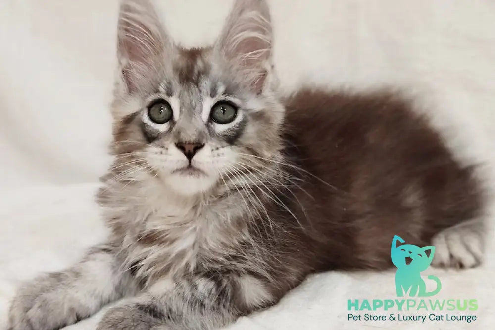 Dzheyk Maine Coon male black silver tabby - live animals