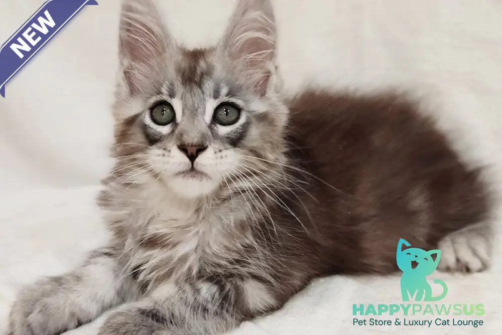 Dzheyk Maine Coon male black silver tabby - live animals