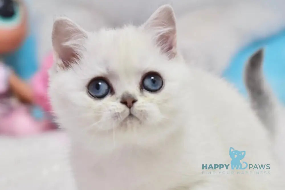 Dzholly British Shorthair female black silver shaded pointed live animals