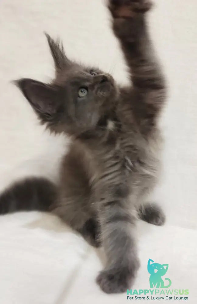Dzhonik Maine Coon male blue silver with white - live animals