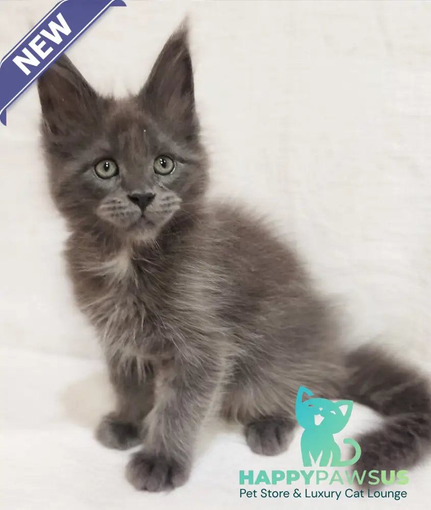 Dzhonik Maine Coon male blue silver with white - live animals