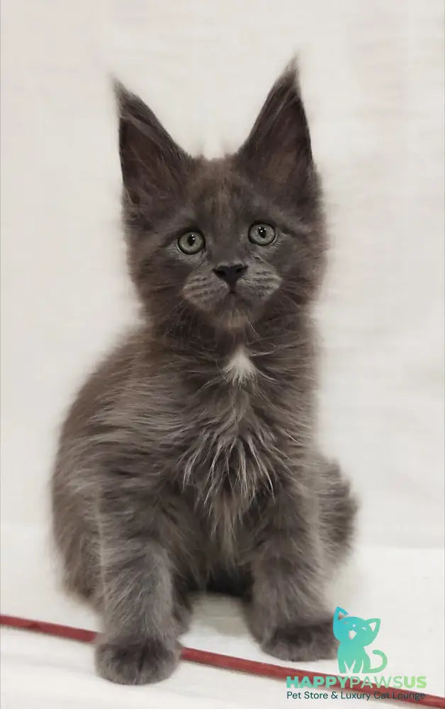Dzhonik Maine Coon male blue silver with white - live animals