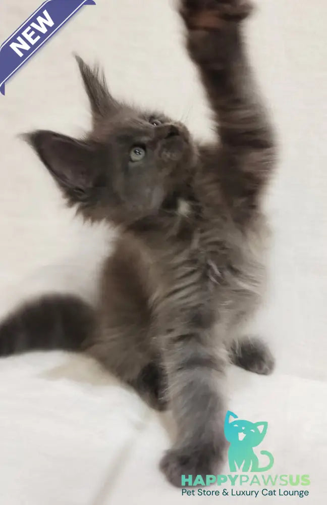 Dzhonik Maine Coon male blue silver with white - live animals