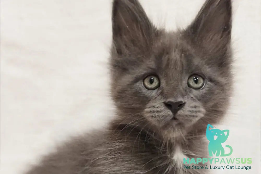 Dzhonik Maine Coon male blue silver with white - live animals