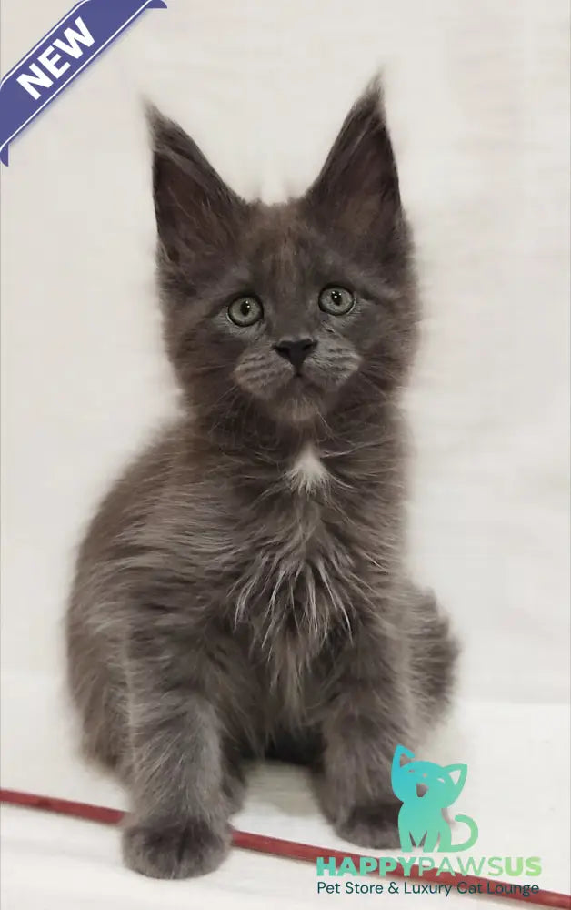 Dzhonik Maine Coon male blue silver with white - live animals
