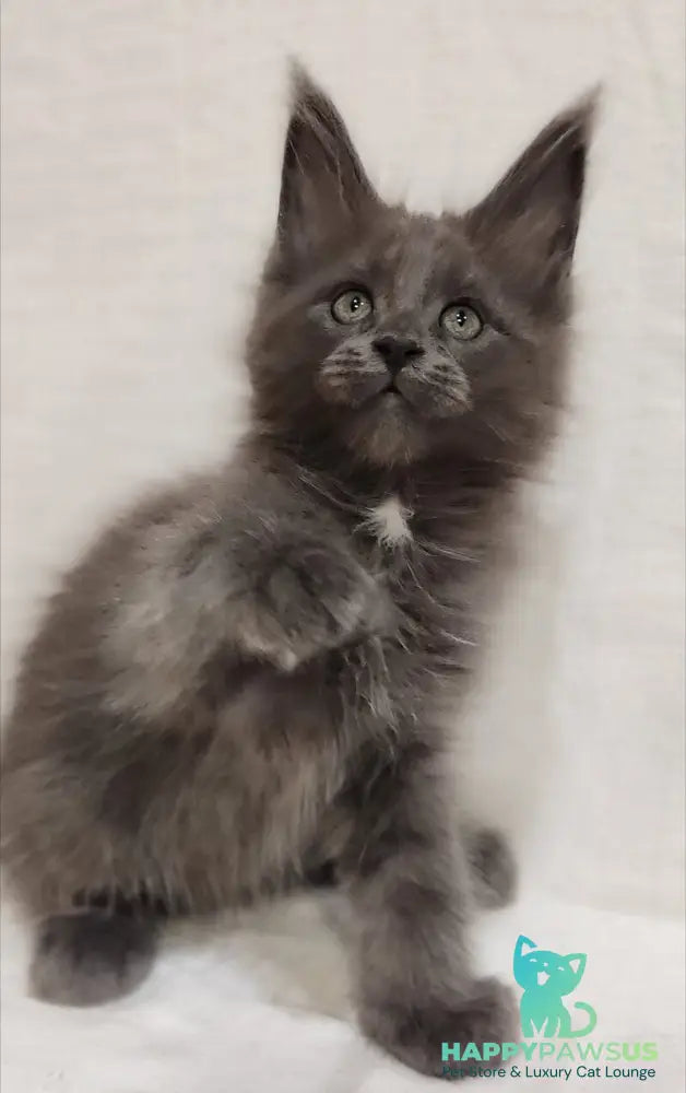 Dzhonik Maine Coon male blue silver with white - live animals