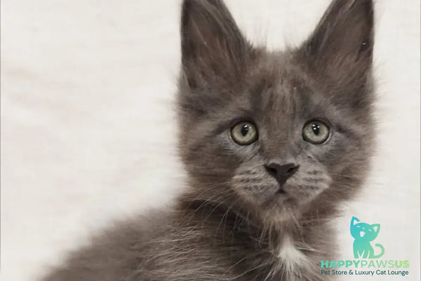 Dzhonik Maine Coon male blue silver with white - live animals