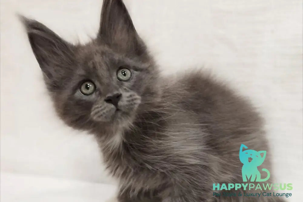 Dzhonik Maine Coon male blue silver with white - live animals