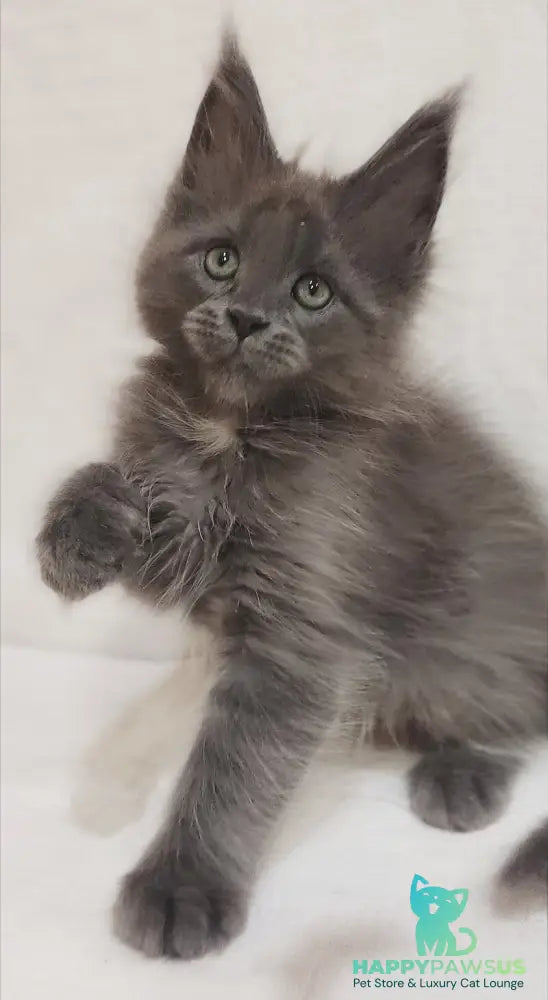 Dzhonik Maine Coon male blue silver with white - live animals