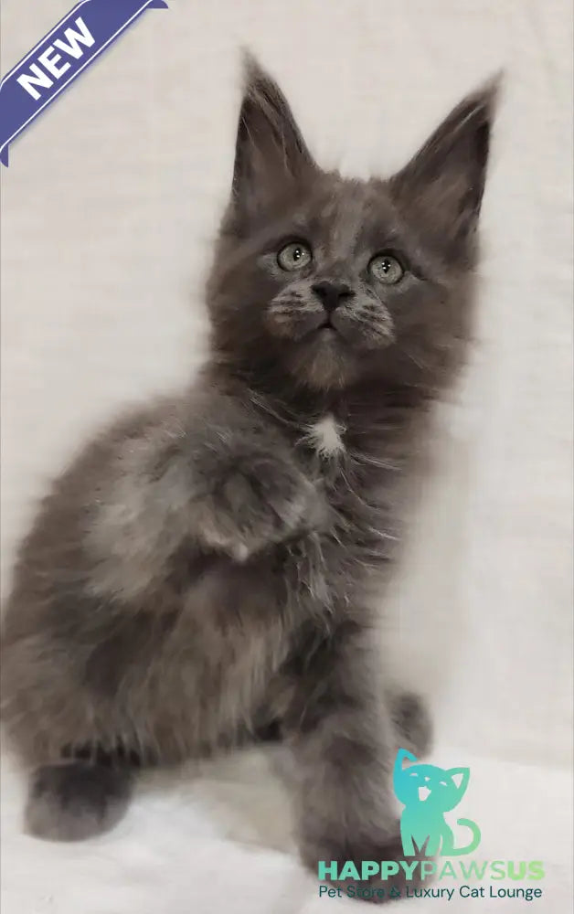 Dzhonik Maine Coon male blue silver with white - live animals