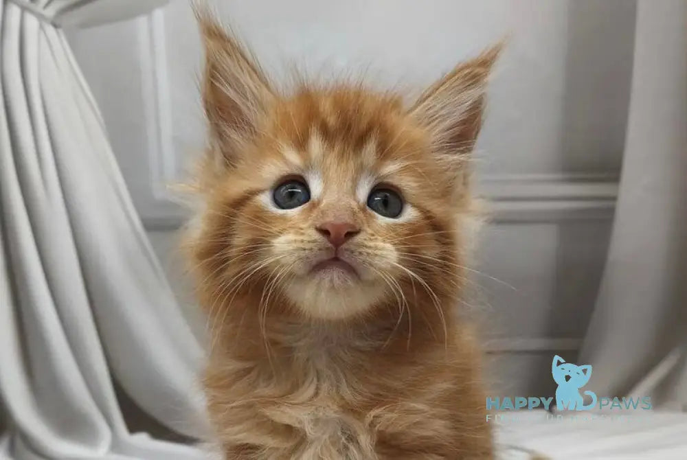 Dzhosie Maine Coon female red tabby live animals