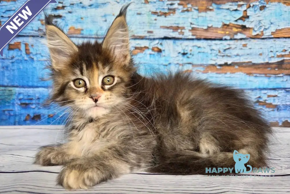 Dzhozefina Maine Coon female black tortie ticked tabby live animals