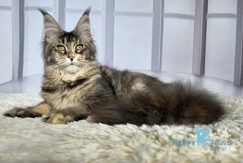 Dzhozefina Maine Coon female black tortie ticked tabby live animals