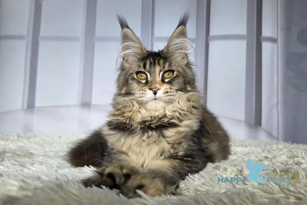 Dzhozefina Maine Coon female black tortie ticked tabby live animals