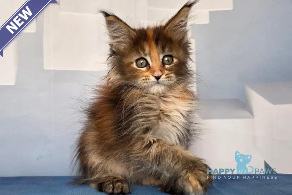 Dzudit Maine Coon female black tortie tabby live animals