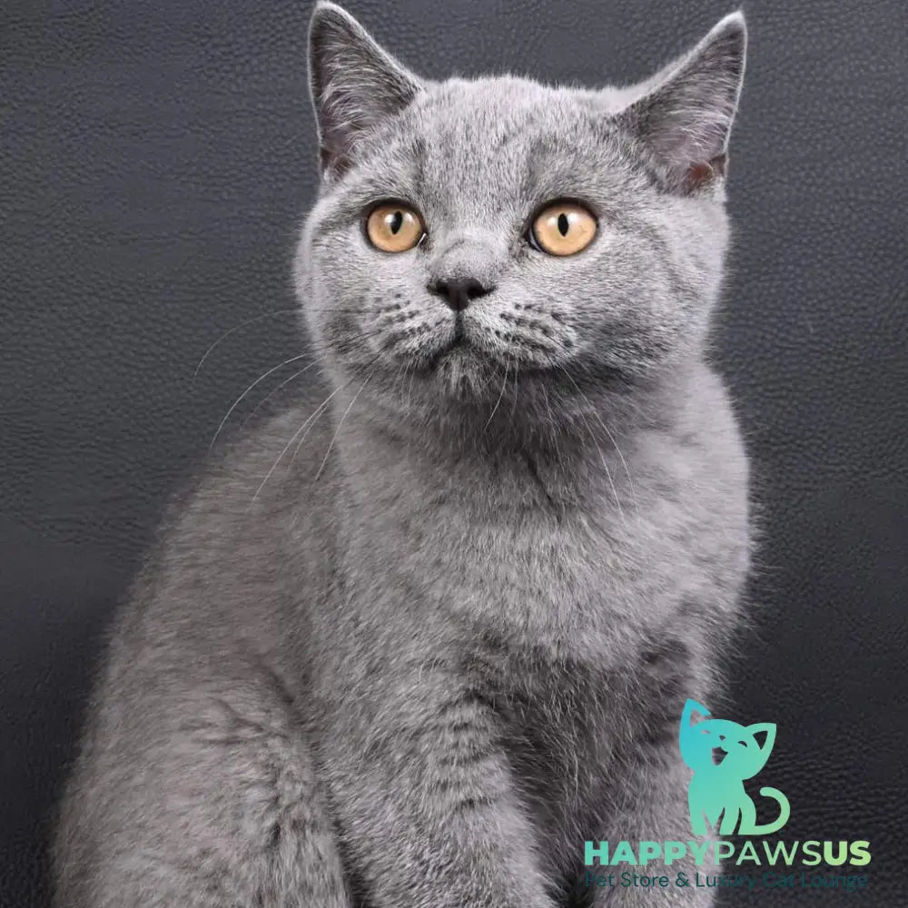 Earl Grey British Shorthair male blue - live animals