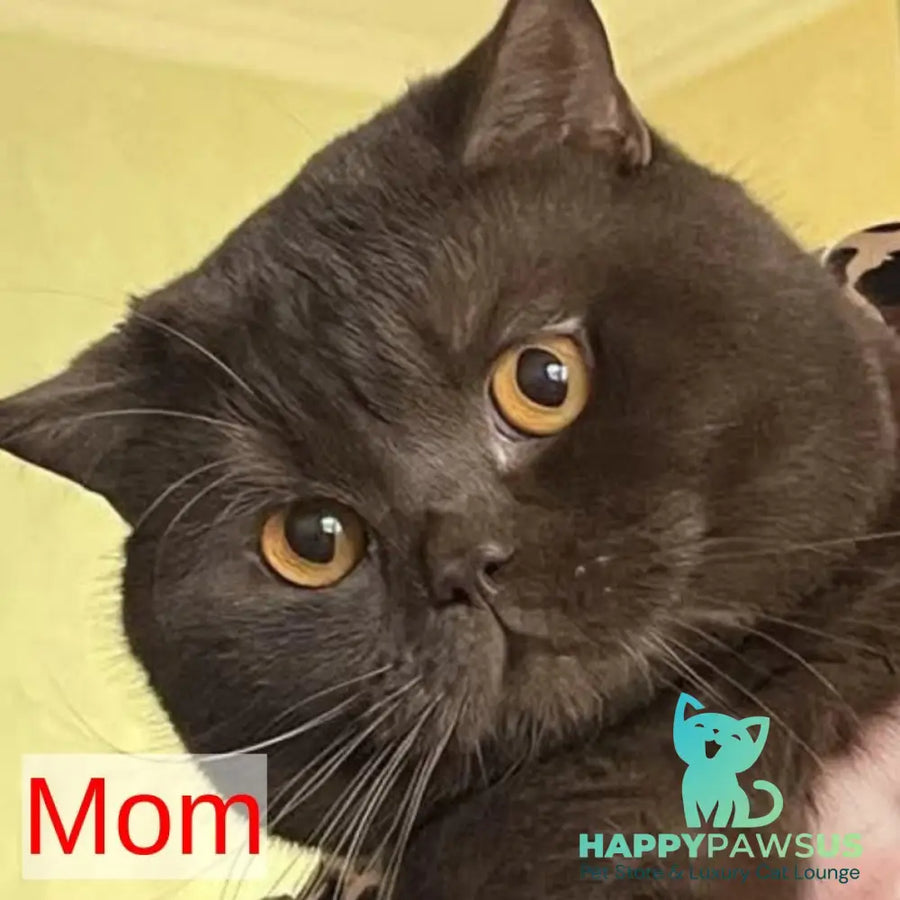Earl Grey British Shorthair male blue - live animals