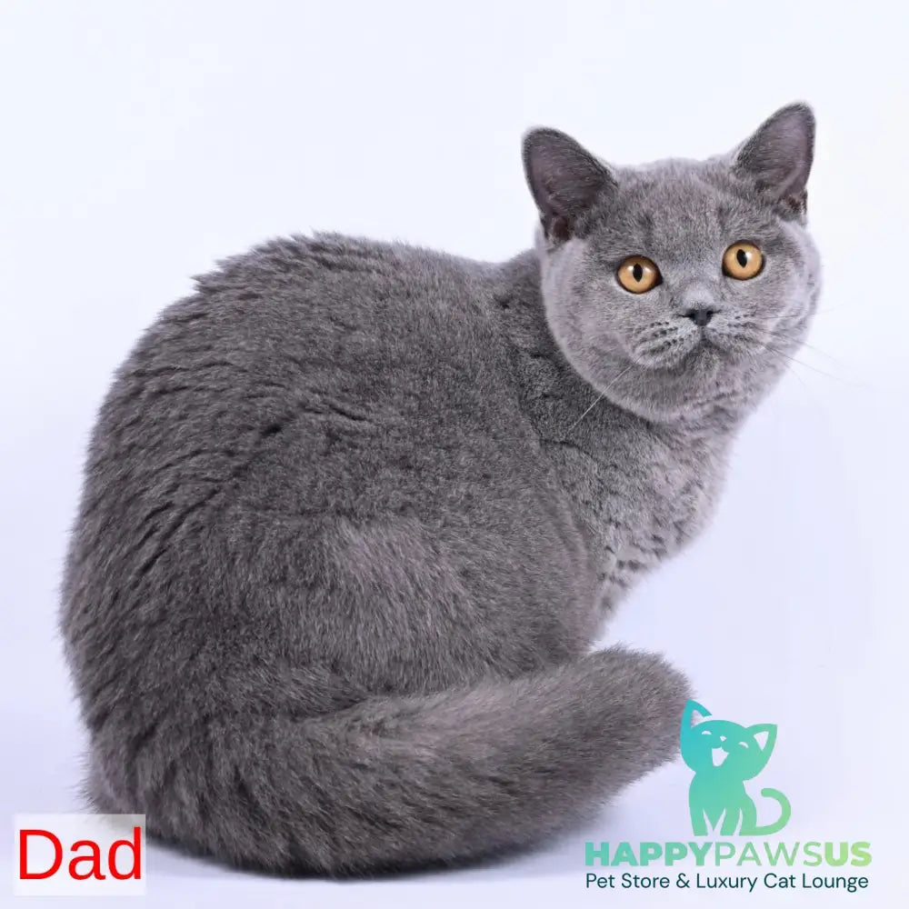 Earl Grey British Shorthair male blue - live animals