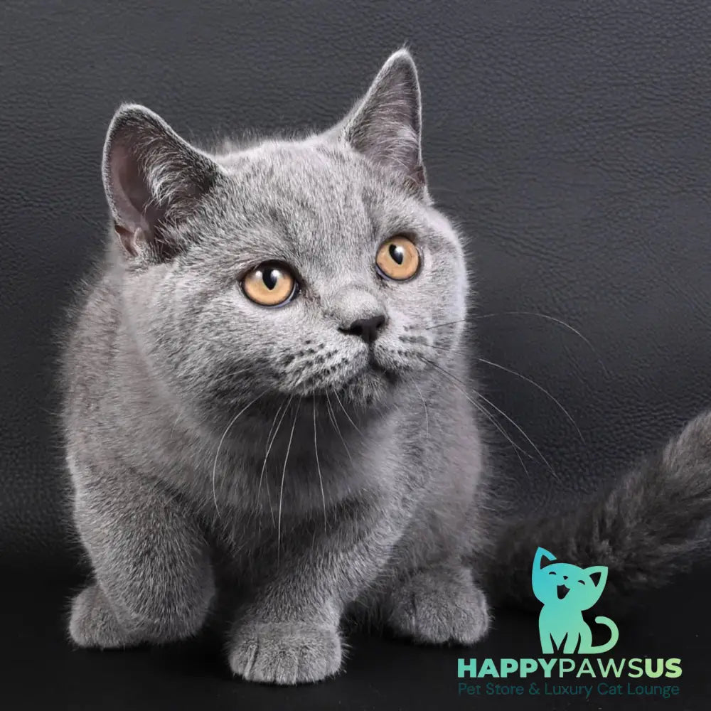 Earl Grey British Shorthair male blue - live animals