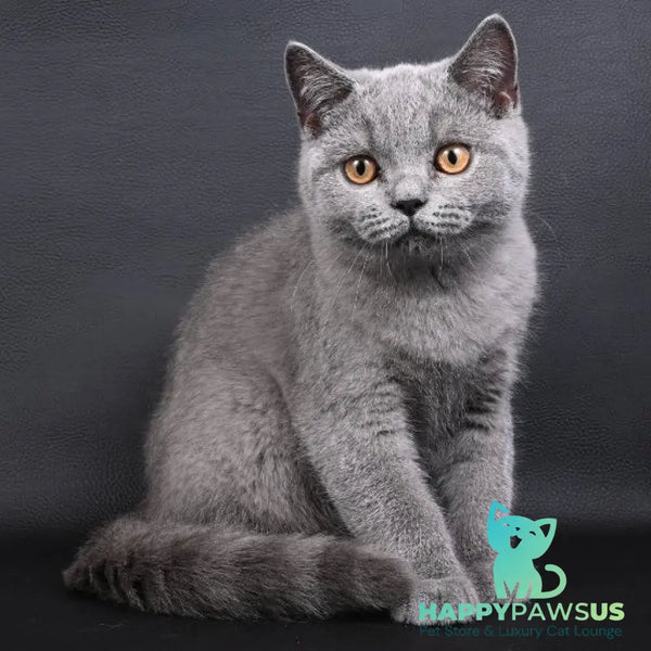 Earl Grey British Shorthair male blue - live animals
