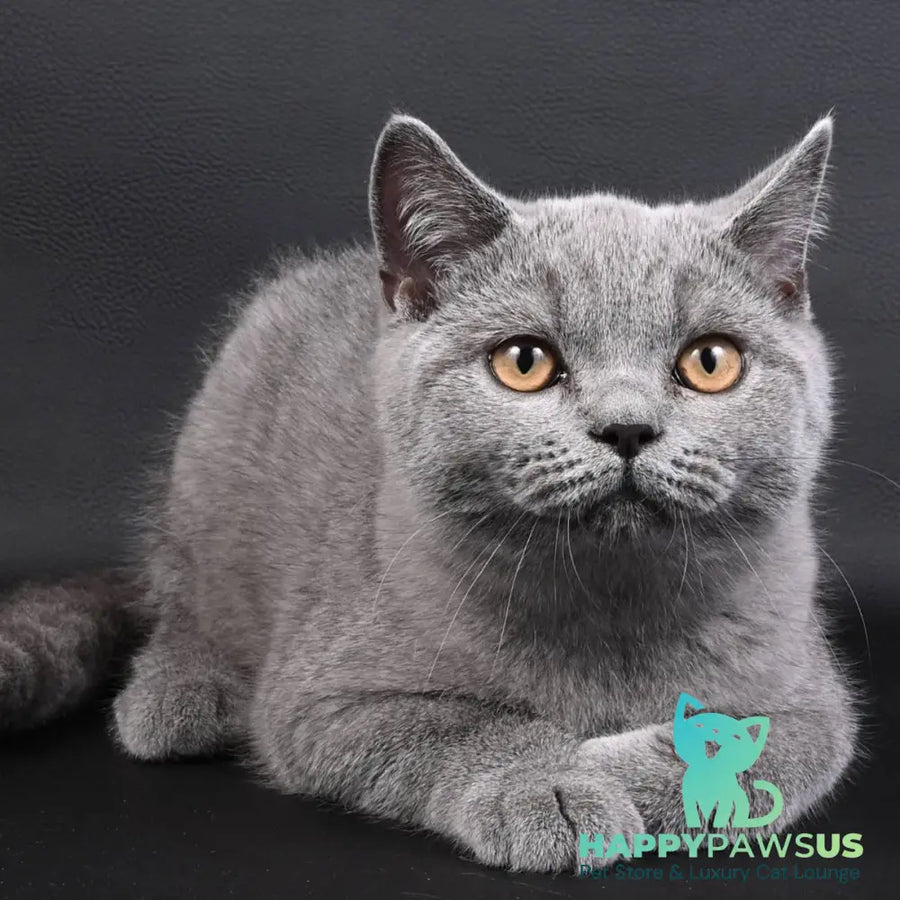 Earl Grey British Shorthair male blue - live animals